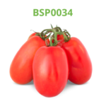tomate-industrial-processo-bsp0034