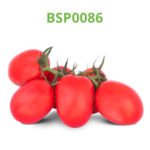 tomate-industrial-processo-bsp0086