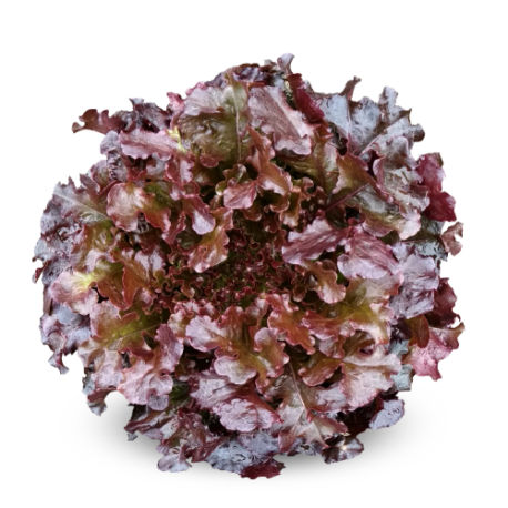 Blueseeds Alface Mimosa Roxa AMR0075 Hidroponia