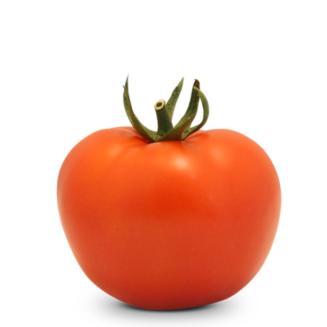 Tomate Indeterminado Salada BS IS0091