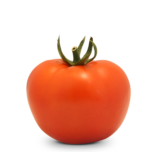 Tomate Indeterminado Salada BS IS0091