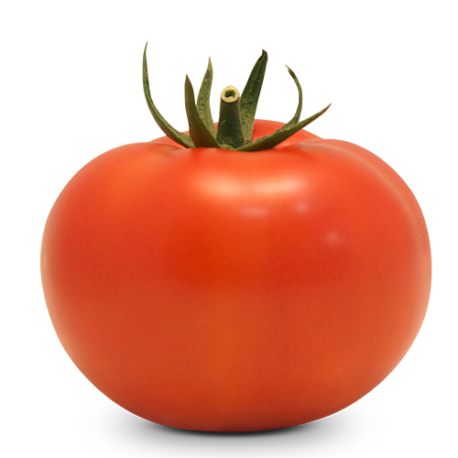 Tomate Indeterminado Salada BS IS0092