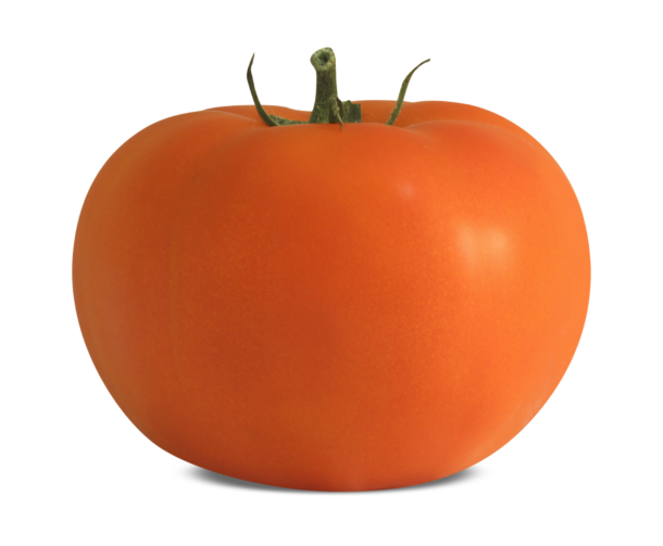 Tomate IS0112 Blueseeds