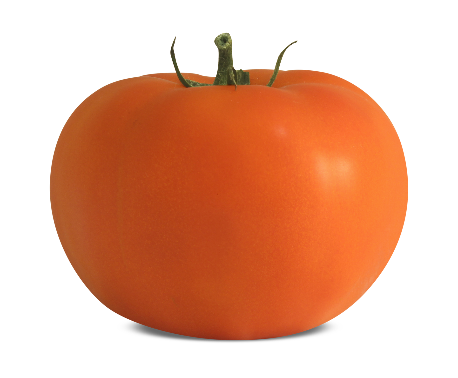 Tomate IS0112 Blueseeds