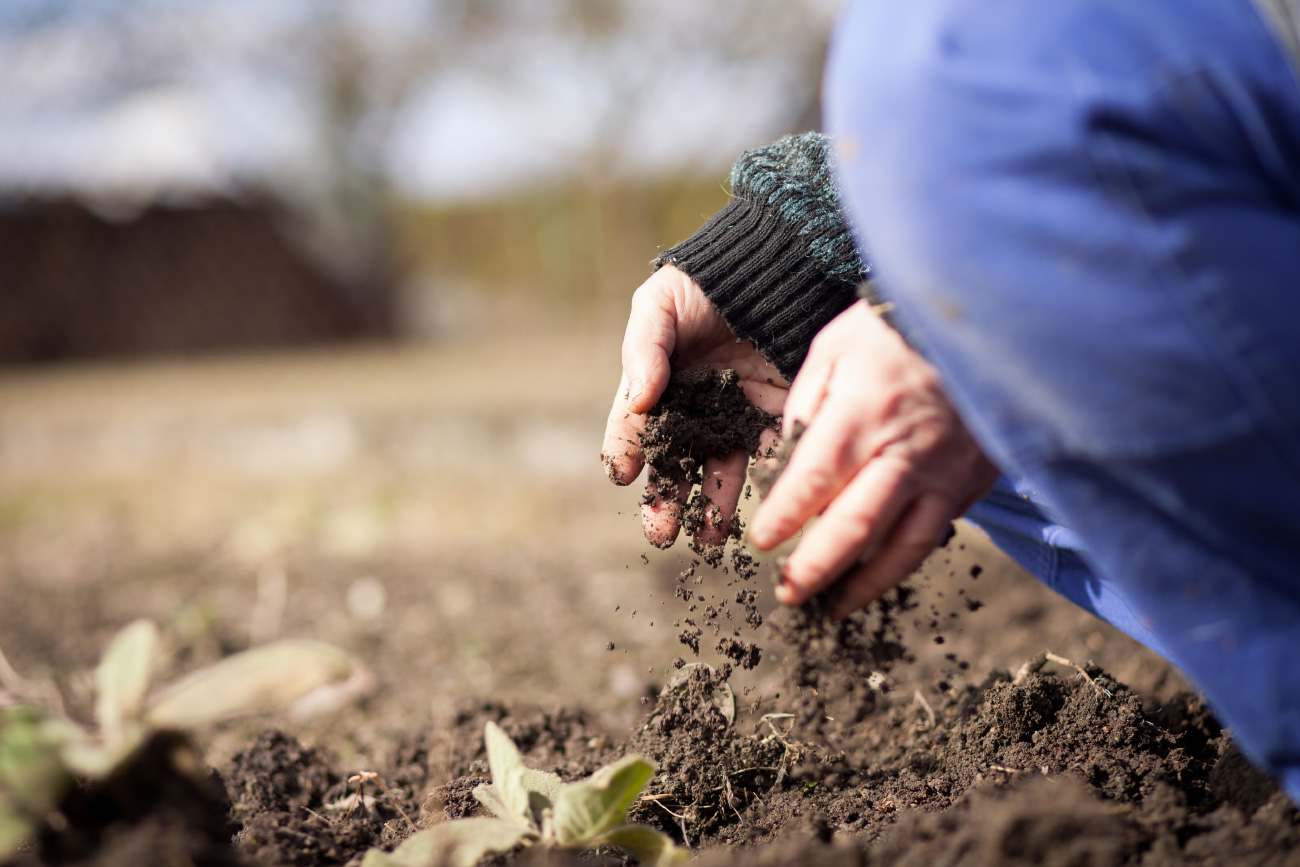 Como Preparar O Solo Para A Sua Horta Em Casa Blueseeds