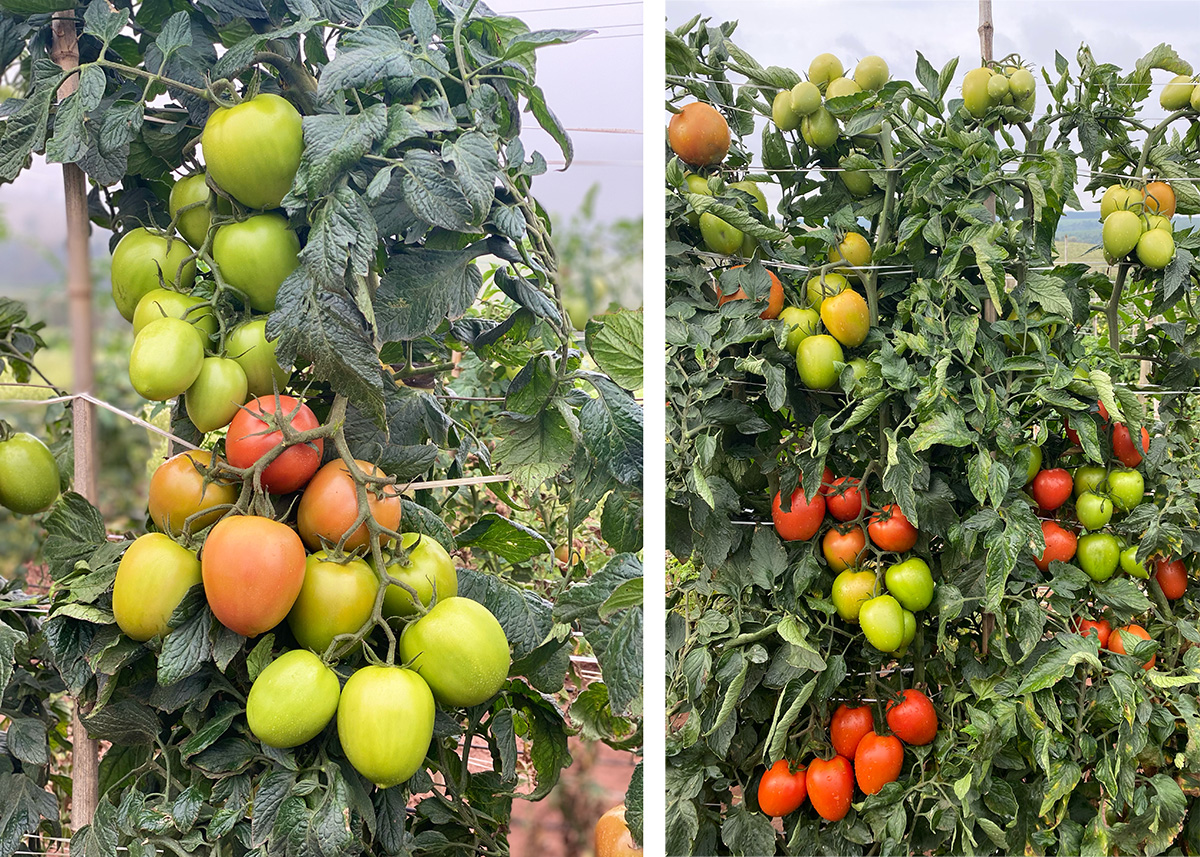 Produção do tomate Claudety
