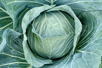 repolho-nagatsu-em-piedade-sp