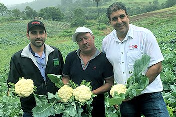 produtores-parceiros-couve-flor-champagne-snow