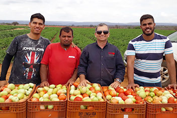 plantação-tomate-salada-na-bahia