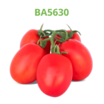 tomate-industrial-processo-ba5630