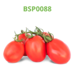 tomate-industrial-processo-bsp0088