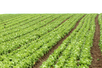 Vantagens do plantio no inverno para hortaliças